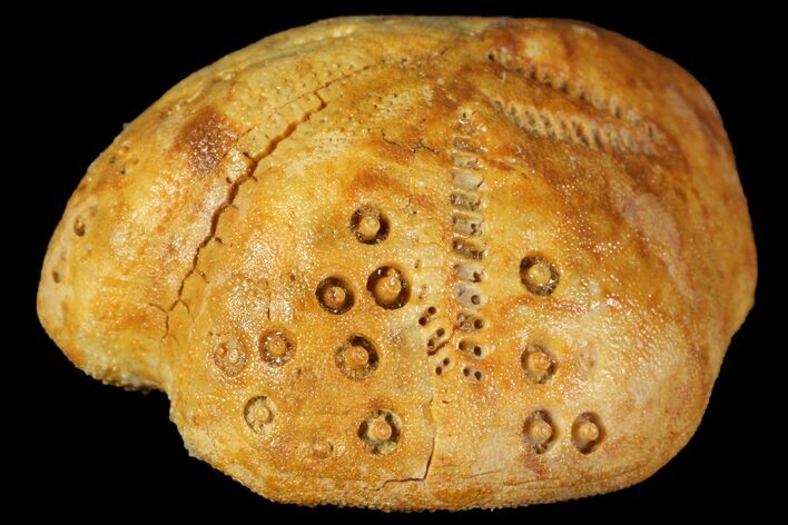 Fossil Echinoid (Lovenia) - Australia #114584
